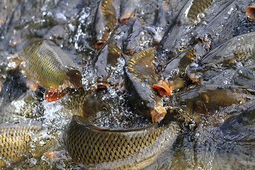 Image showing hungry carp fishes 