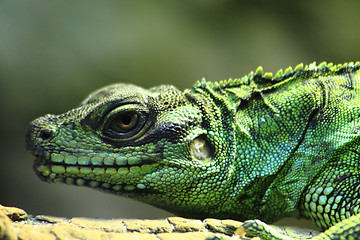 Image showing green lizard (dragon) 