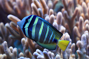Image showing blue and yellow exotic fish 