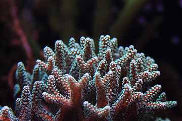 Image showing coral background 