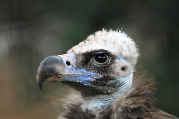 Image showing vulture bird head 