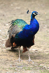 Image showing peacock 