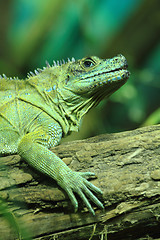 Image showing green lizard (dragon) 