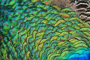 Image showing peacock feather texture 