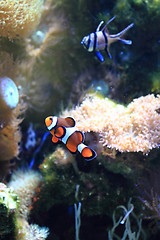 Image showing nemo fish (clown fish)