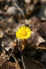 Image showing Coltsfoot