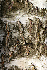 Image showing Birch bark