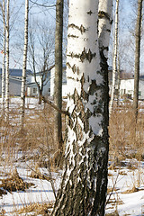 Image showing Birch