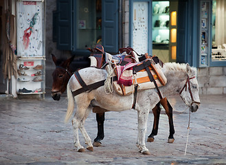Image showing Donkeys on Hydra in Greece