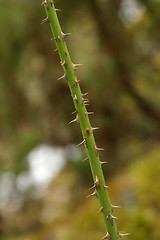 Image showing Thorns