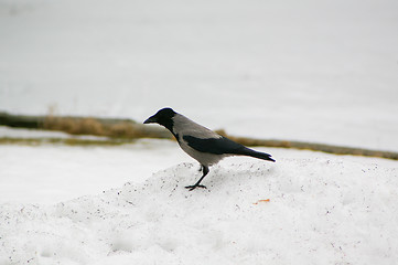 Image showing Corvus corone cornix