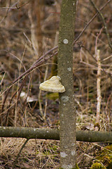 Image showing Polypore