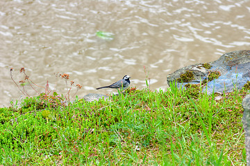 Image showing White wagtail