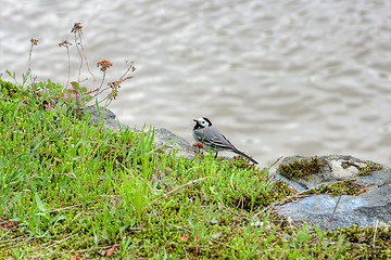 Image showing White wagtail