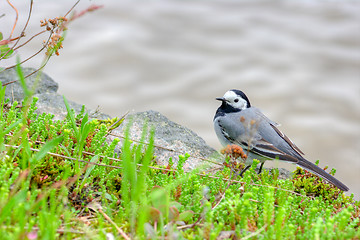 Image showing Motacilla alba