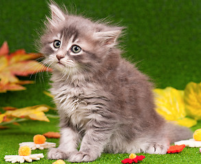 Image showing Cute gray kitten