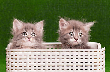 Image showing Cute gray kittens