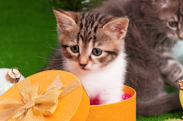 Image showing Cute kitten