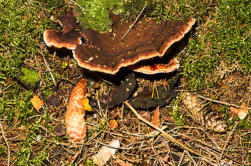 Image showing Polypore