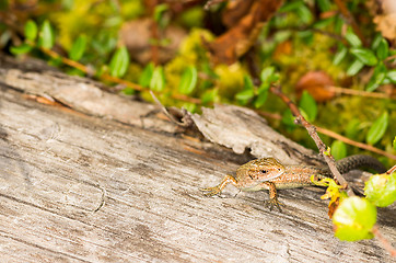 Image showing Lizard