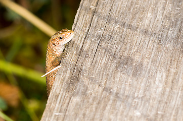 Image showing Lizard