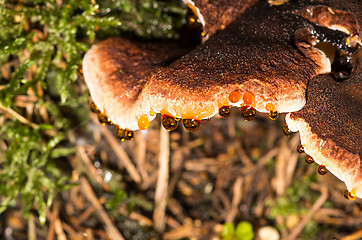 Image showing Polypore