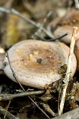 Image showing Mushrooms