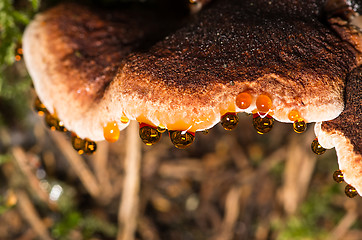 Image showing Polypore