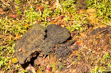 Image showing Polypore