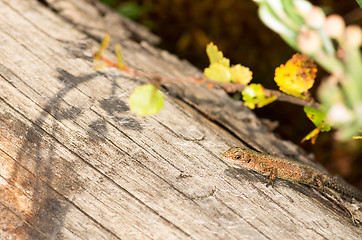 Image showing Lizard