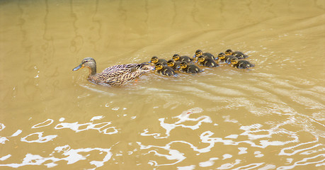 Image showing Ducks