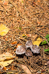 Image showing Mushrooms