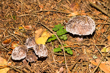 Image showing Mushrooms