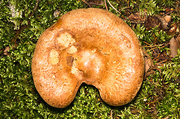 Image showing Mushroom