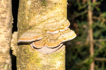 Image showing Polypore