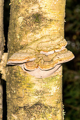 Image showing Polypore