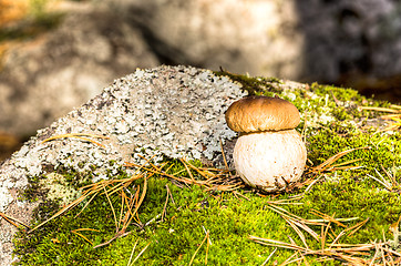 Image showing Mushroom