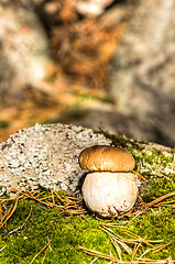 Image showing Mushroom