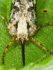 Image showing Insect
