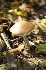 Image showing Mushroom