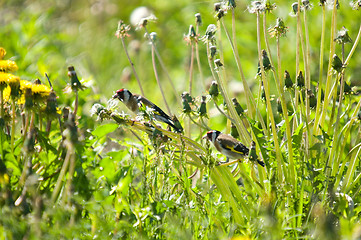 Image showing Goldfinch