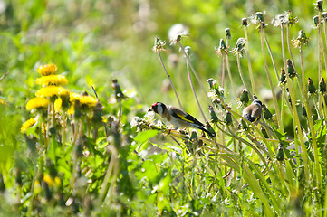 Image showing Goldfinch