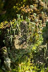 Image showing Lichen