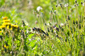 Image showing Goldfinch