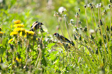 Image showing Goldfinch