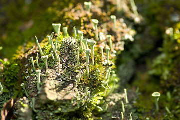 Image showing Lichen