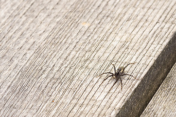 Image showing Spider