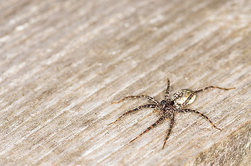 Image showing Spider