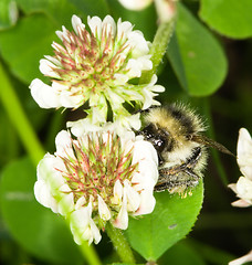 Image showing Bee on clover