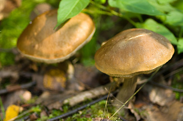 Image showing Mushrooms